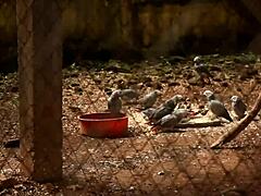 African Adultery Fuck